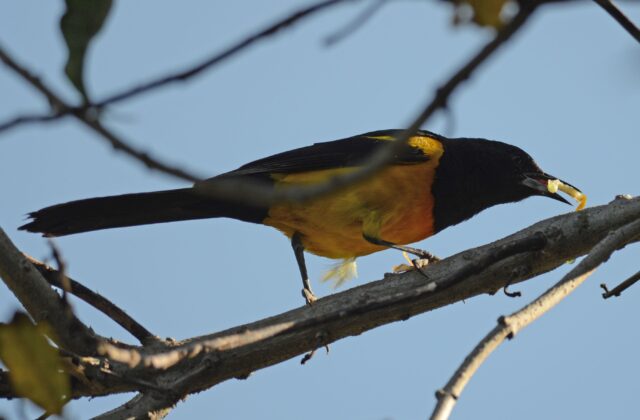 Black-vented Oriole