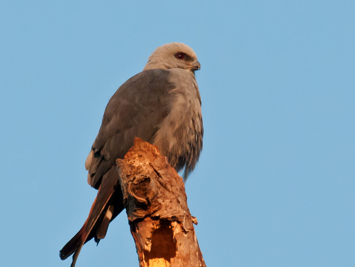 Plumbeous Kite