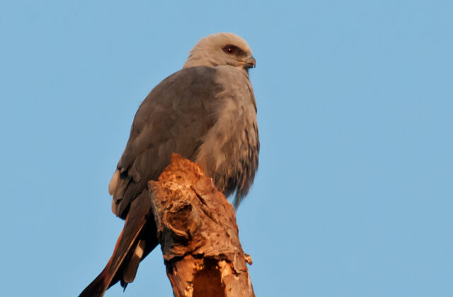 Plumbeous Kite