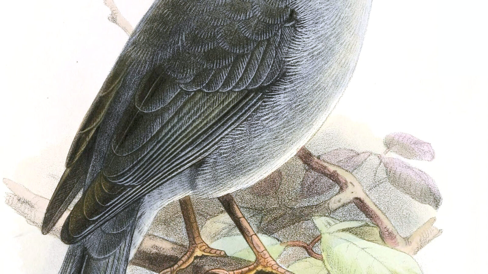 Boulder Finch