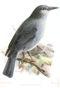Boulder Finch