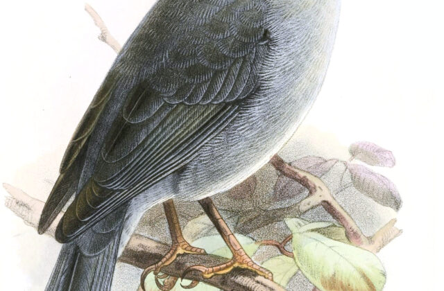 Boulder Finch