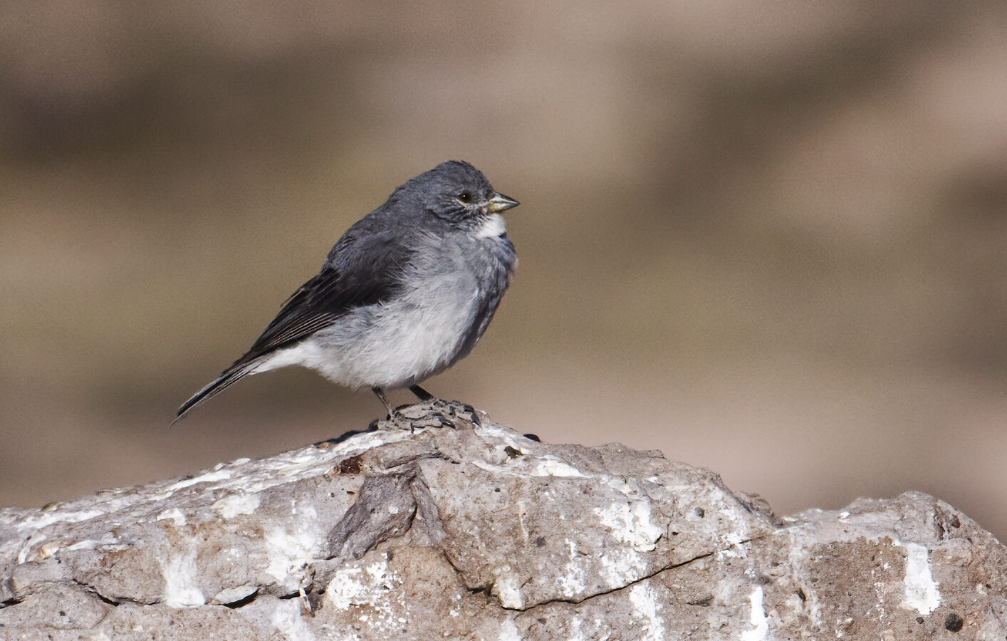 White-throated Sierra Finch