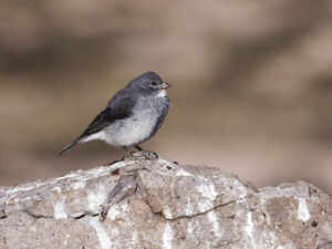 White-throated Sierra Finch