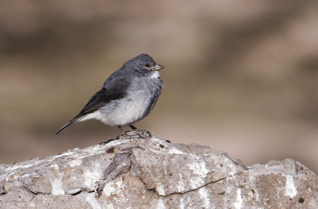 White-throated Sierra Finch
