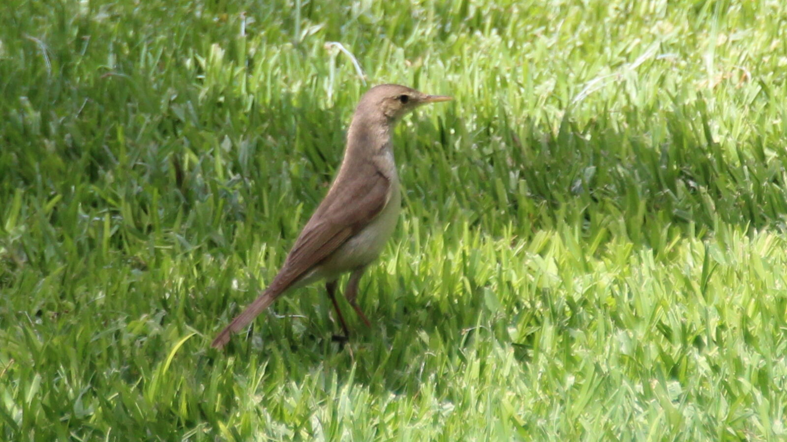Western Olivaceous Warbler