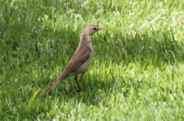 Western Olivaceous Warbler