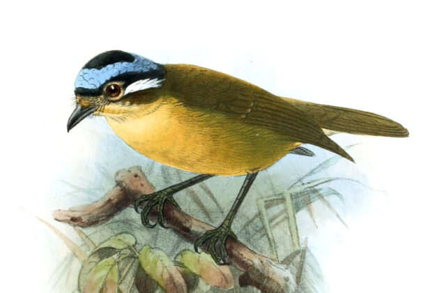Blue-capped Ifrit