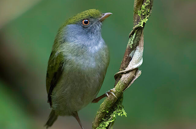 Pin-tailed Manakin