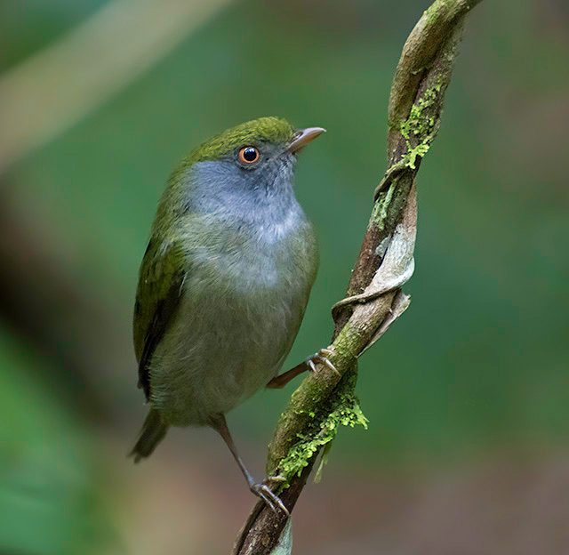 Pin-tailed Manakin
