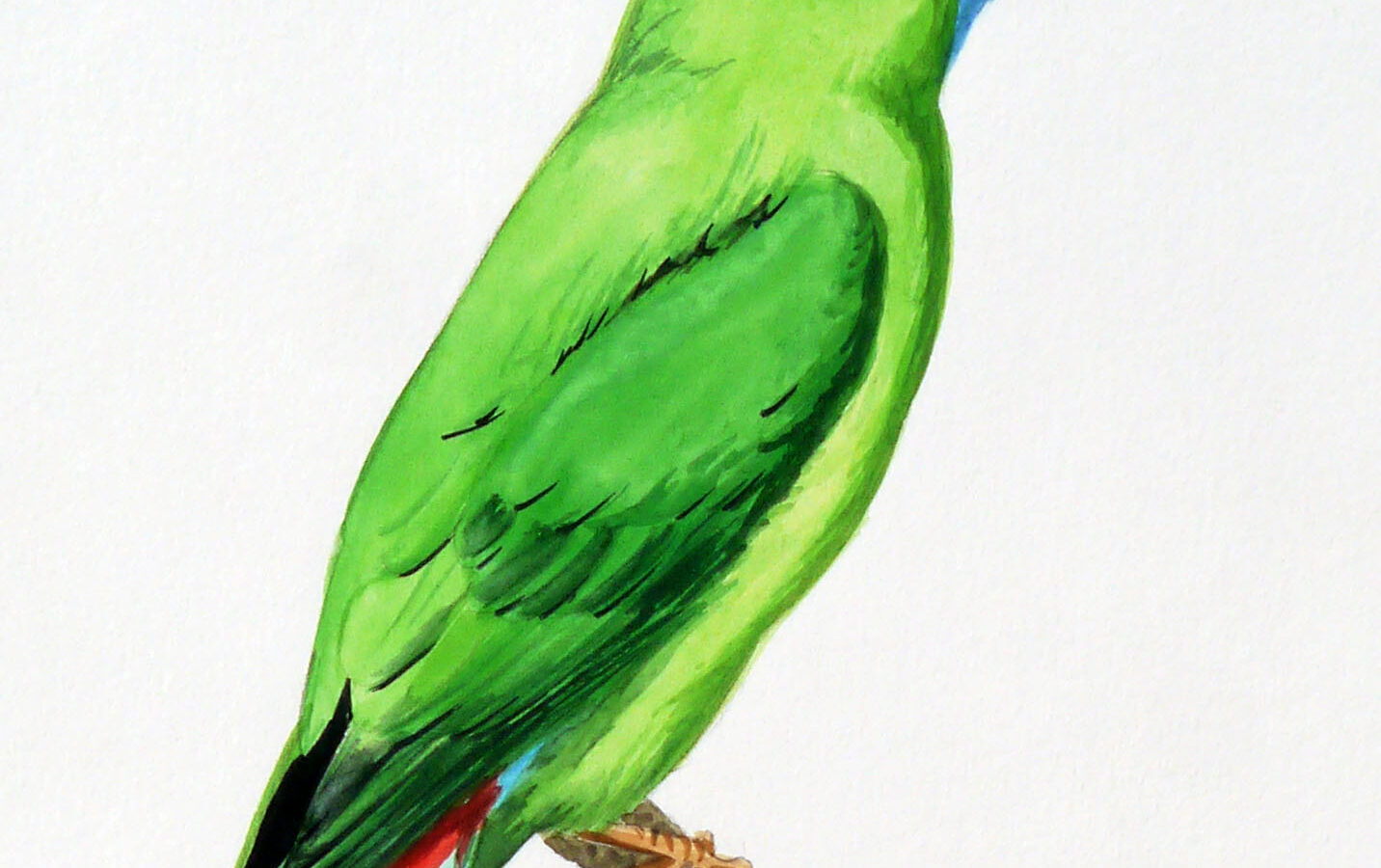 Camiguin Hanging Parrot