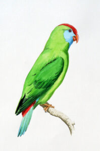 Camiguin Hanging Parrot