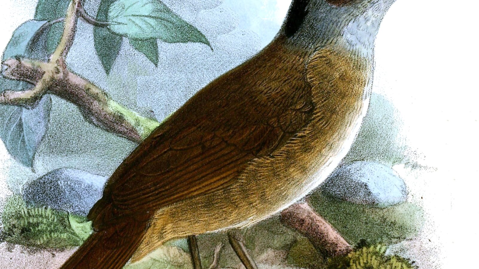 Blackcap Illadopsis
