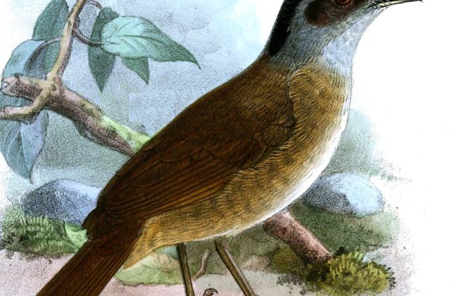 Blackcap Illadopsis