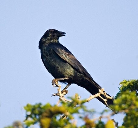 Tamaulipas Crow