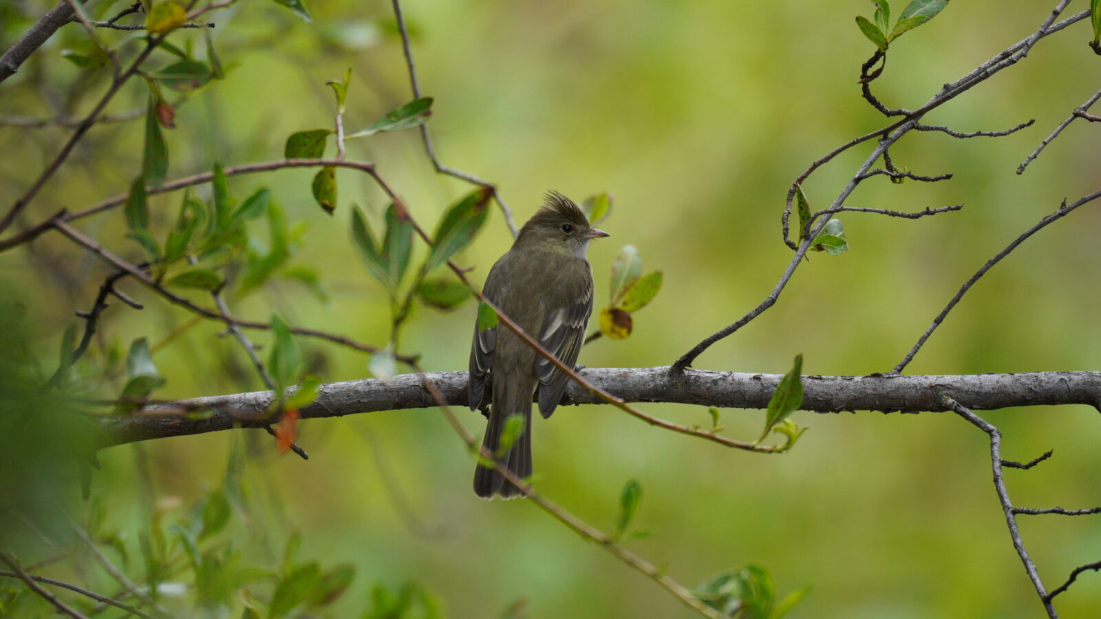 White-crested Elaenia