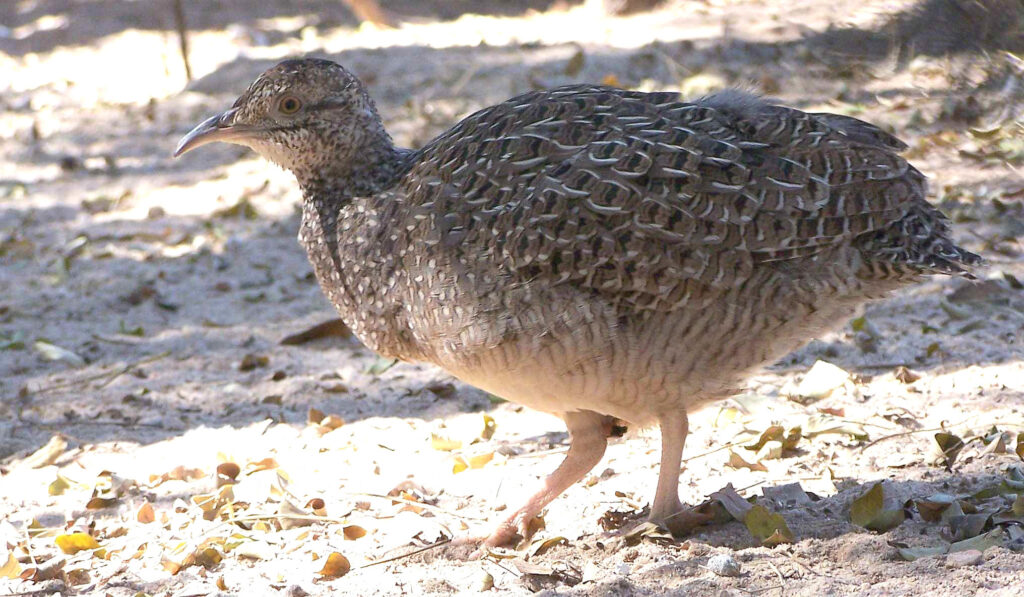 Brushland Tinamou