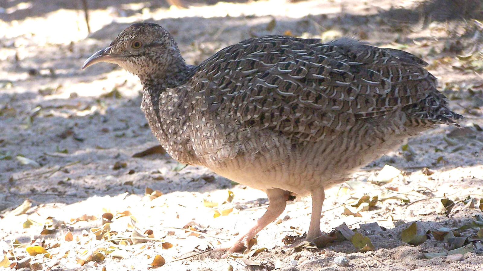 Brushland Tinamou