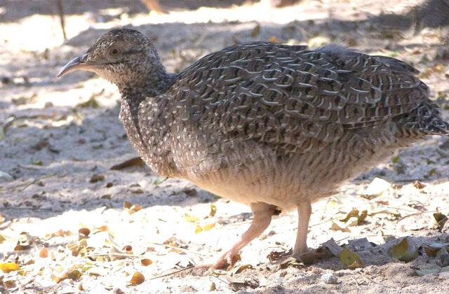 Brushland Tinamou