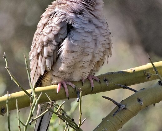 Inca Dove