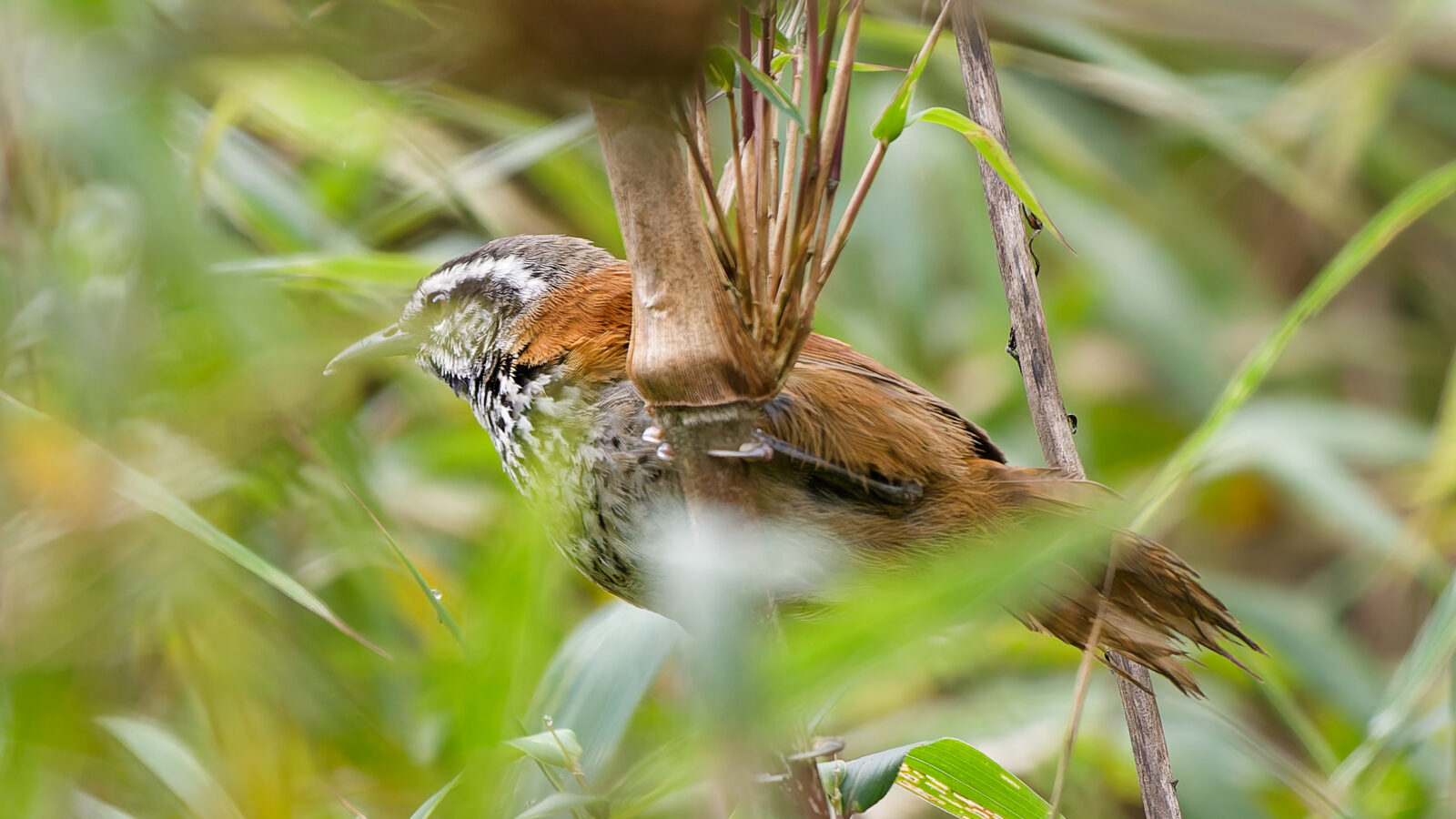 Inca Wren