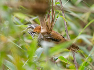 Inca Wren
