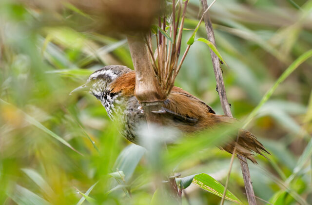 Inca Wren