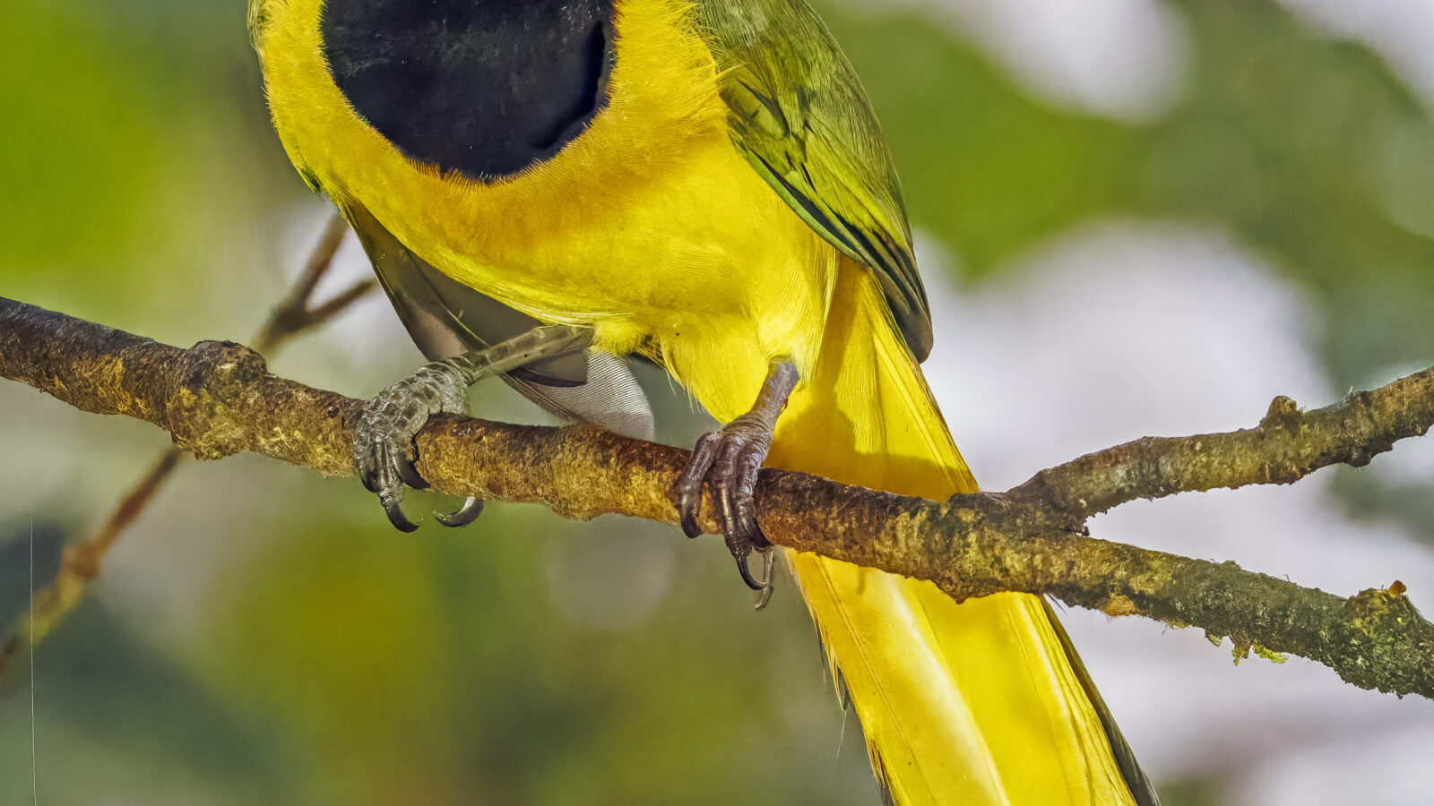 Green Jay