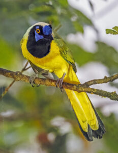 Green Jay