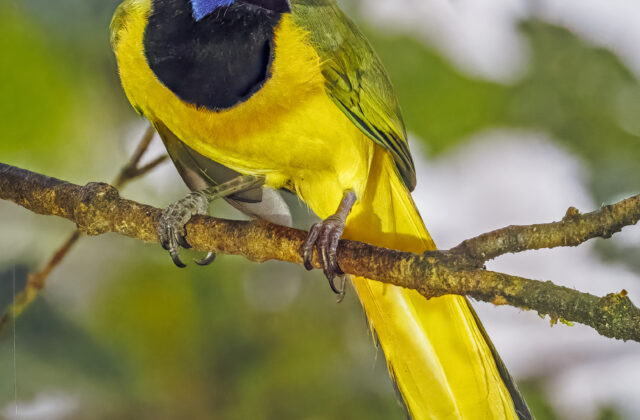Green Jay