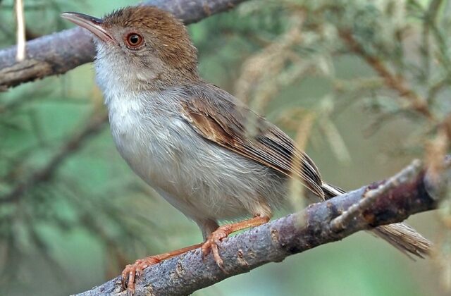 Socotra Warbler
