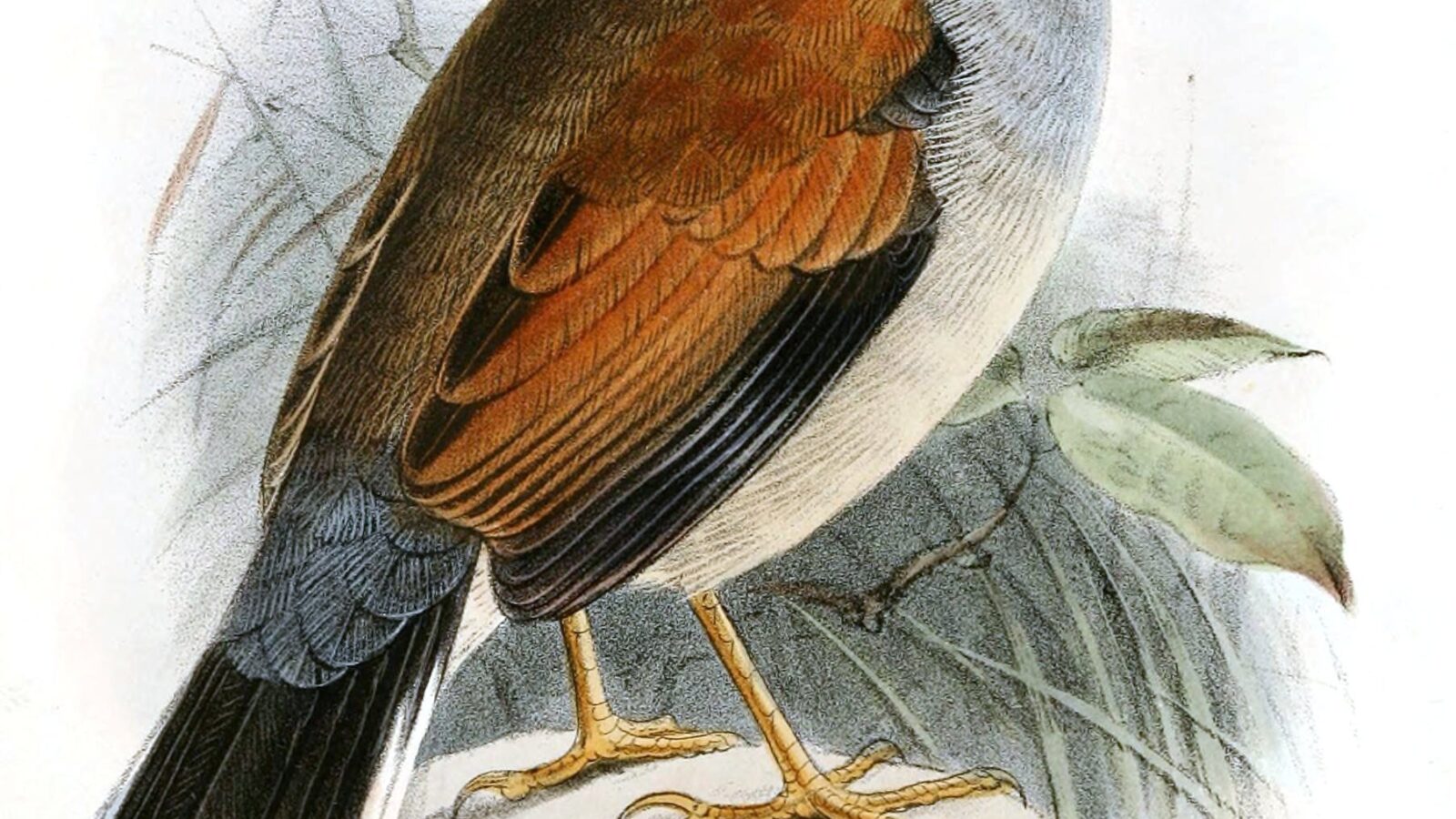 Great Inca Finch