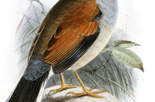 Great Inca Finch