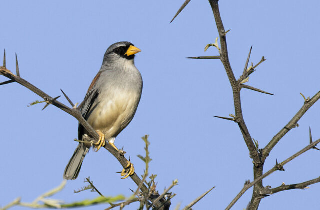 Little Inca Finch