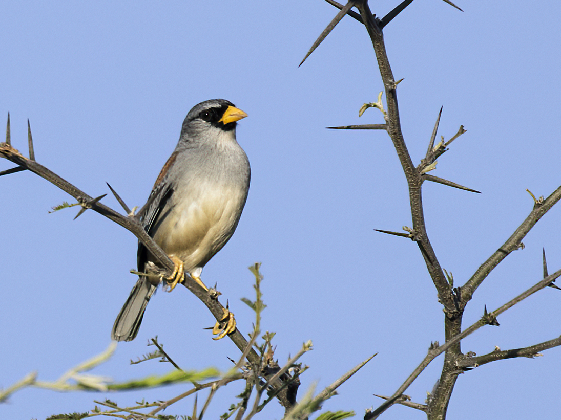 Little Inca Finch