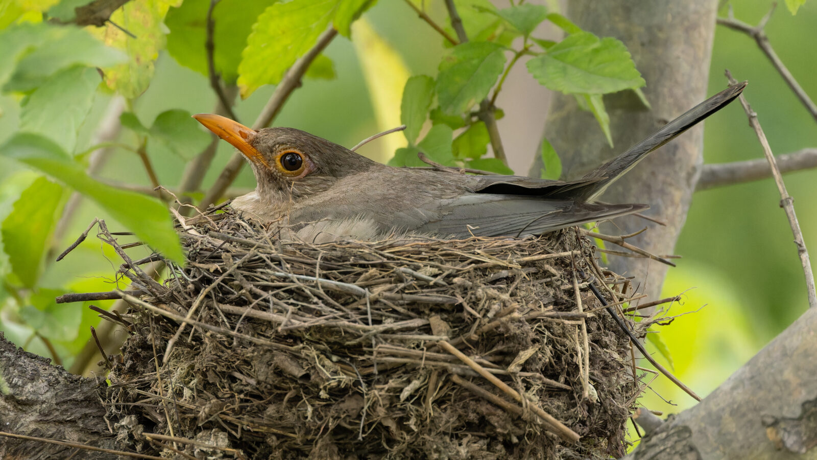 Indian Blackbird