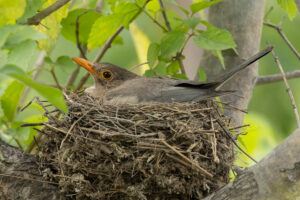 Indian Blackbird
