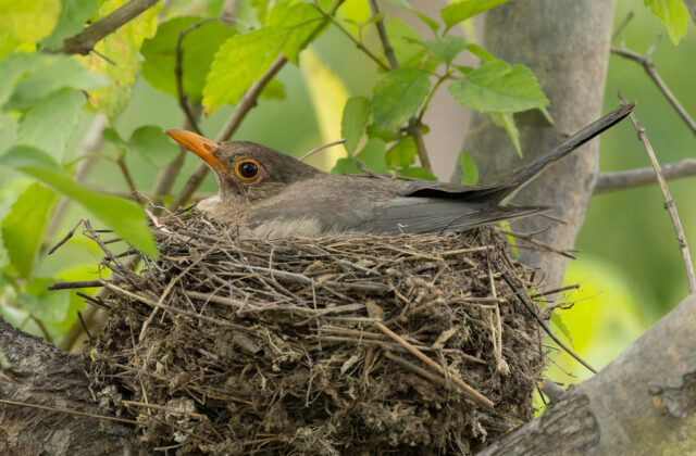 Indian Blackbird