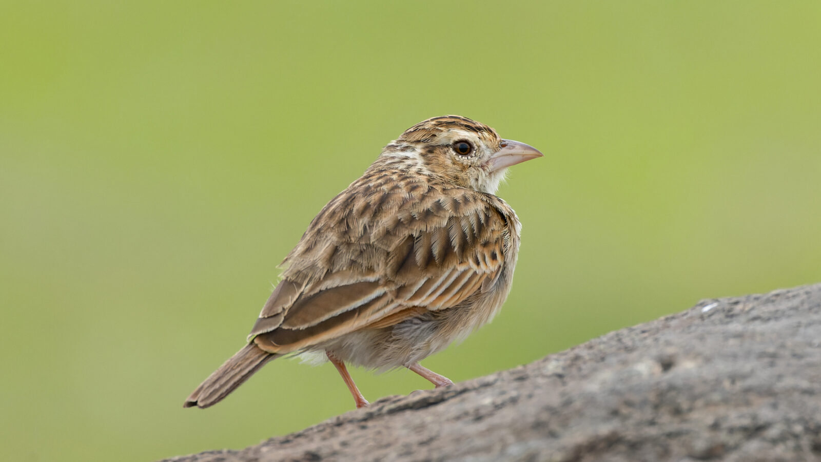 Indian Bush Lark