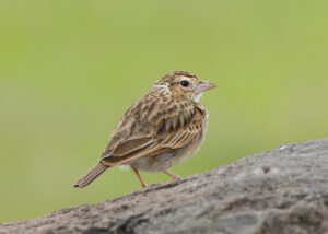 Indian Bush Lark