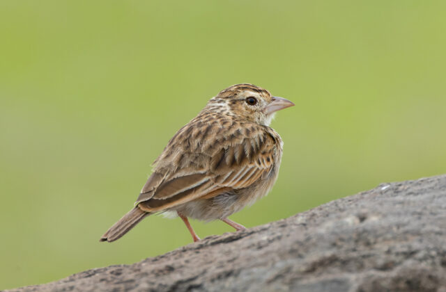 Indian Bush Lark
