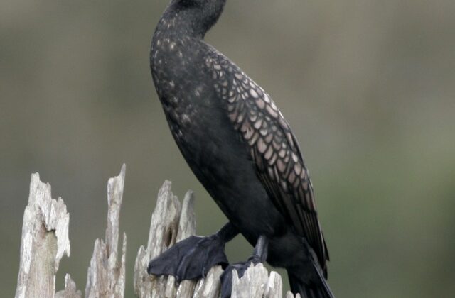 Indian Cormorant