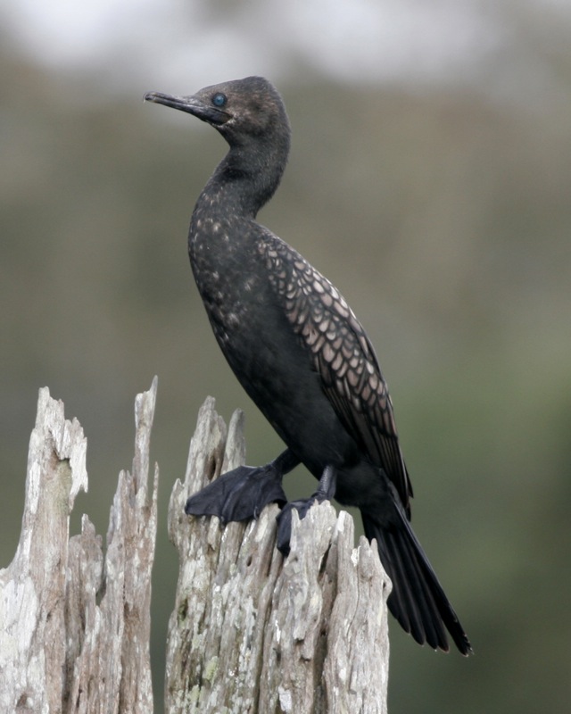 Indian Cormorant