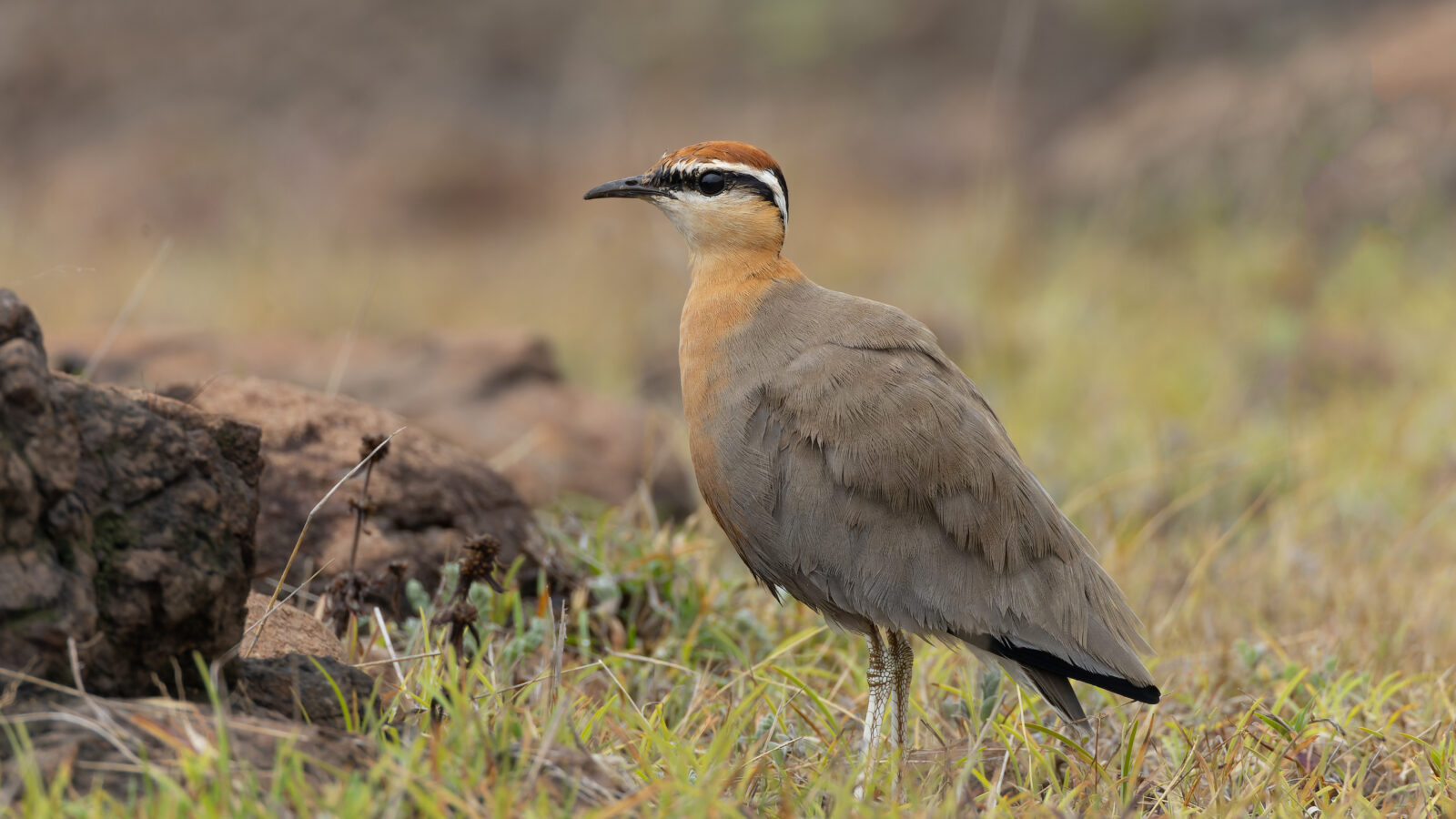 Indian Courser