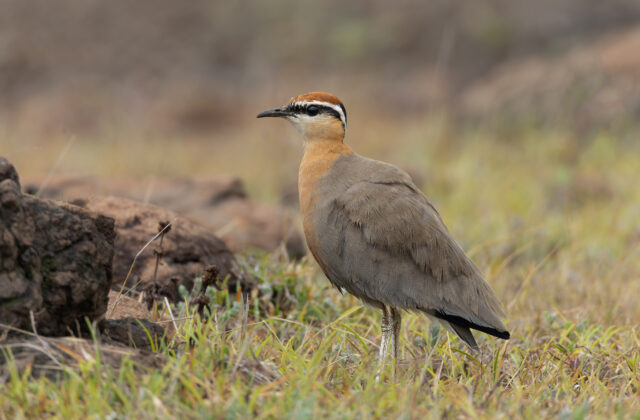 Indian Courser