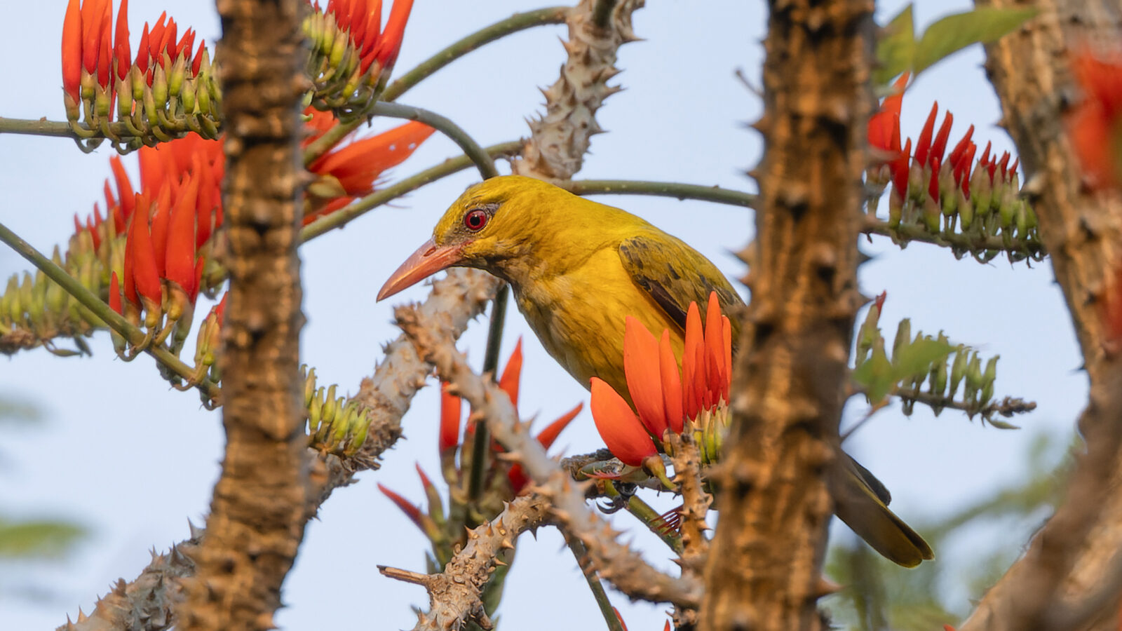 Indian Golden Oriole