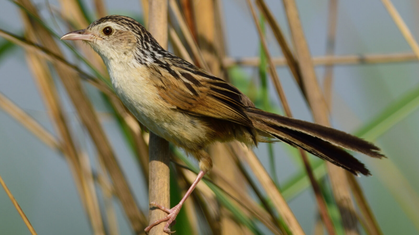 Indian Grassbird
