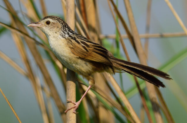 Indian Grassbird