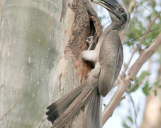 Indian Grey Hornbill