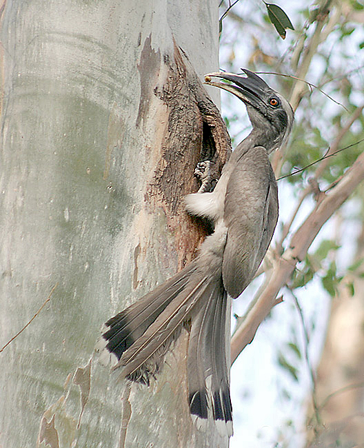 Indian Grey Hornbill